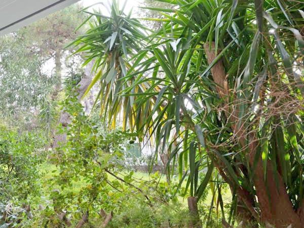 Vouliagmeni'S Secret Garden Near The Sea Apartment Athens Ngoại thất bức ảnh